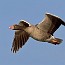 thumbs/IMG_3235.jpg